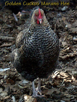 Cuckoo Golden Marans Hen